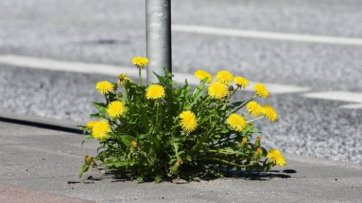 Löwenzahn in der Stadt