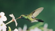 Nahaufnahme Kolibri.