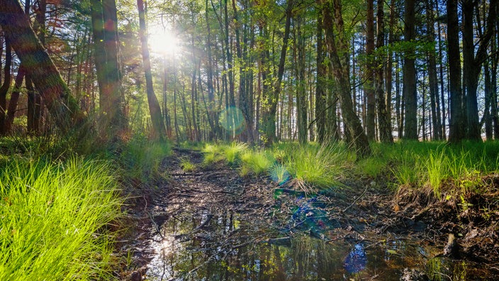 Wald im Slowinski-Nationalpark in Polen