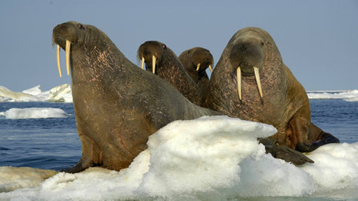 Walross auf einer Eisscholle.