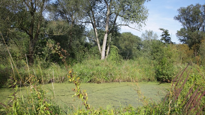 Ein Tümpel in der Natur.