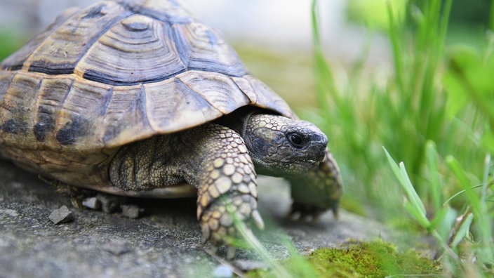 Eine Maurische Landschildkröte zwischen Gras auf dunkler Erde.