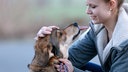 Junge Frau streichelt ihren Schäferhund-Labrador Mischling am Kopf.