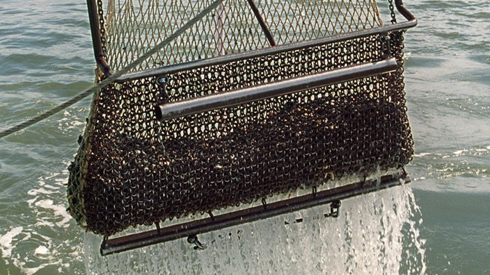 Großer Metallkorb gefüllt mit Miesmuscheln wird aus Meer gehoben. Wasser fließt nach unten ab.