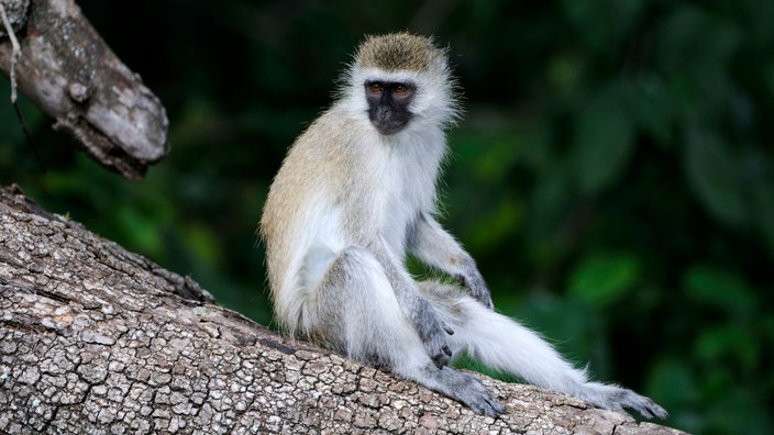 Eine Grüne Meerkatze sitzt auf einem Baum im Nairobi Nationalpark