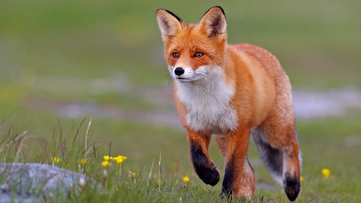 Ein Fuchs (Vulpes vulpes) auf der Jagd.