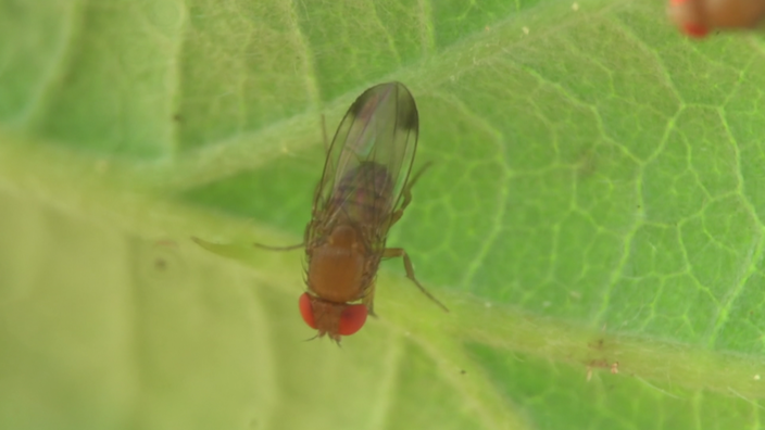 Kirschessigfliege auf einem Blatt.