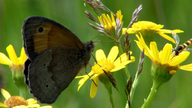 Aufgeschlagene Insektenbücher mit einer Weltkarte daneben.