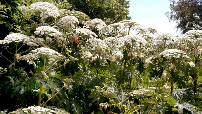 Riesenbärenklau-Staude mit vielen weißen Blüten.