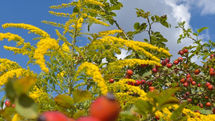 Eine Pflanze mit vielen gelben Blüten.