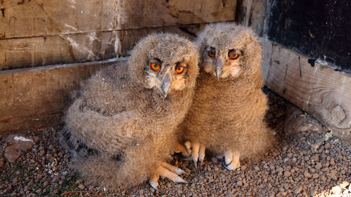 Zwei Uhuküken in einer Greifvogelstation