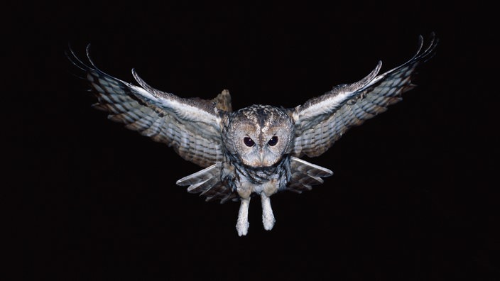 Fliegender Waldkauz bei Nacht