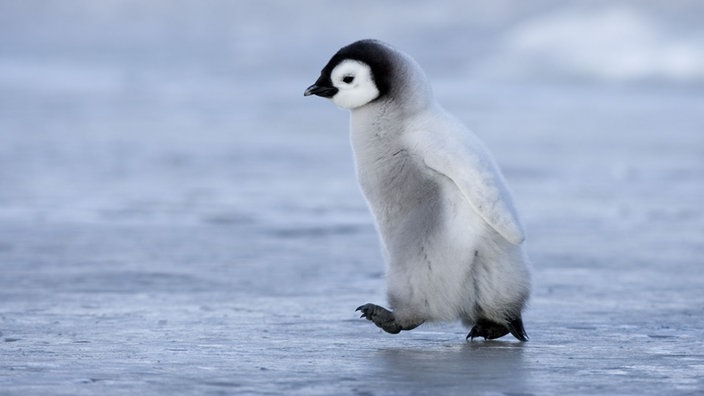 Ein kleiner Kaiserpinguin