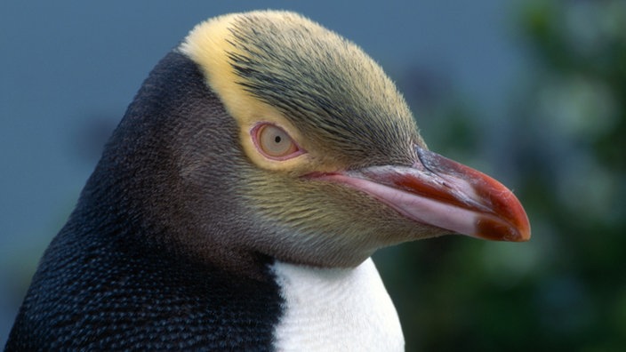 Nahaufnahme: Der Kopf eines Gelbbauchpinguins. 