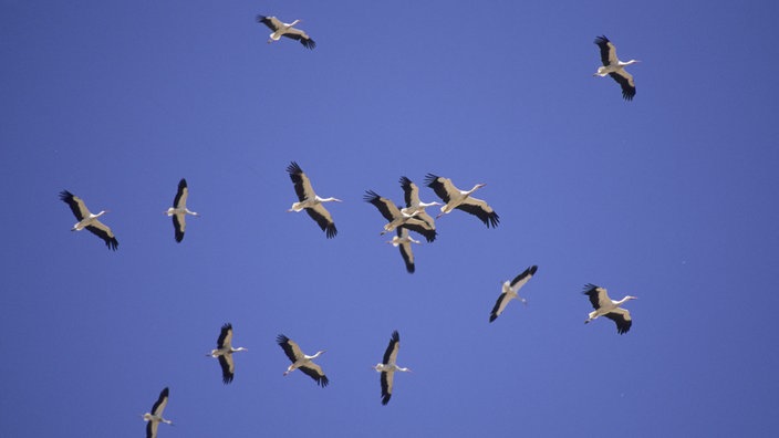 Störche am Himmel