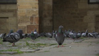 Screenshot aus dem Film "Wie Tauben und Menschen zusammenleben können"