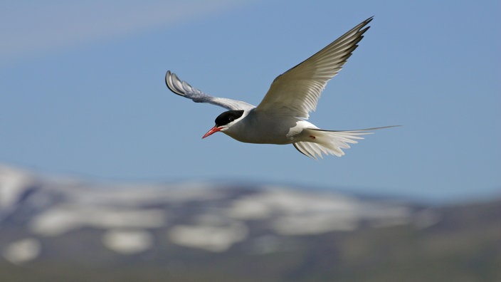 Küstenseeschwalbe im Flug.