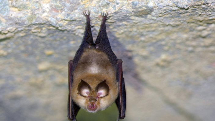 Fledermaus hängt an Decke 