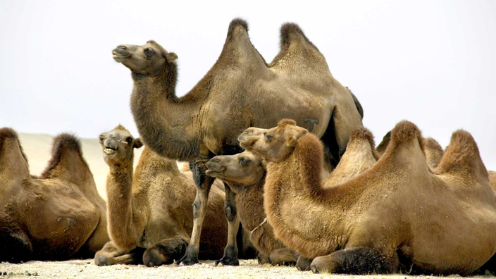 Trampeltiere mit braunem Fell liegen und stehen im Sand. Deutlich sind jeweils die zwei Höcker zu sehen.