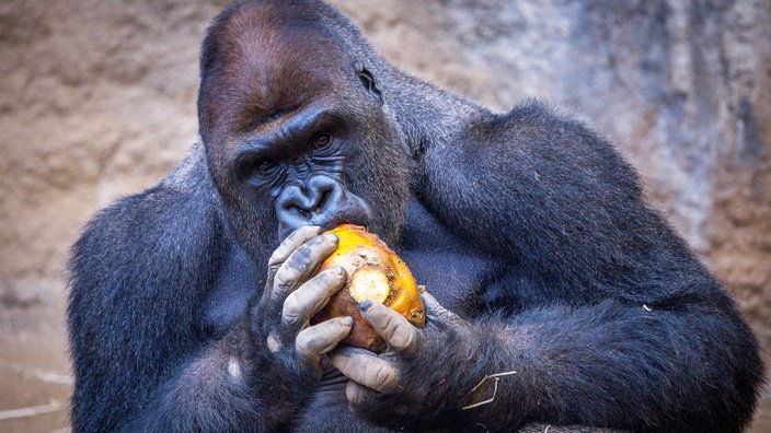 Ein Gorilla frisst im Rostocker Zoo ein Stück Obst