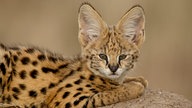 Ein Serval schaut in die Kamera