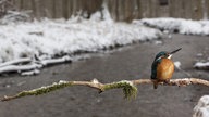 Eisvogel sitzt auf einem Ast, der über einem Bach hängt, dahinter liegt ein winterlicher Wald.