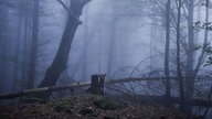 In einem nebligen Wald schnuppert eine Füchsin am einem Grenzstein