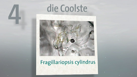 Algen gehören zu den ältesten pflanzlichen Organismen der Erde. Sie sind allgegenwärtig und beeindruckend vielgestaltig. Hier unsere Top 5: Die Trockenste, die Coolste, die Bescheidenste, die Kleinste und die Ungewöhnlichste ...