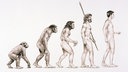 Evolution des Menschen