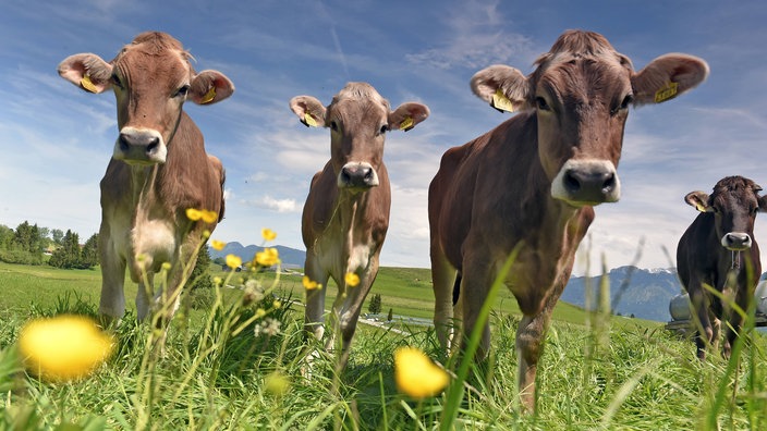 Vier junge Rinder auf einer Wiese.