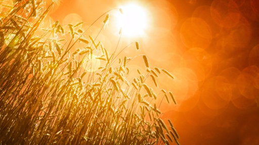 Reifes Getreide auf einem Feld von unten gegen die Sonne fotografiert, die an einem orangenen Himmel scheint.