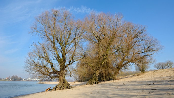 Alte Weiden im Naturschutzgebiet De Gelderse Poort