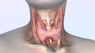 Grafik: Querschnitt einer Schilddrüse