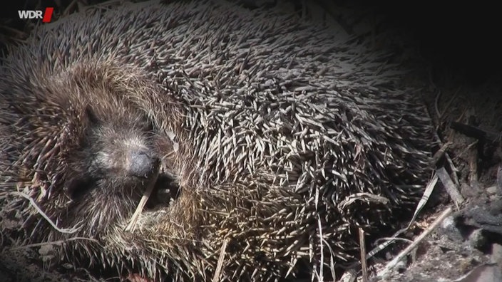 Ein zusammengerollter Igel hält Winterschlaf