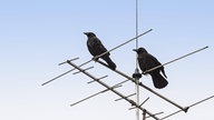 Zwei Raben sitzen auf einer Antenne auf einem Dach