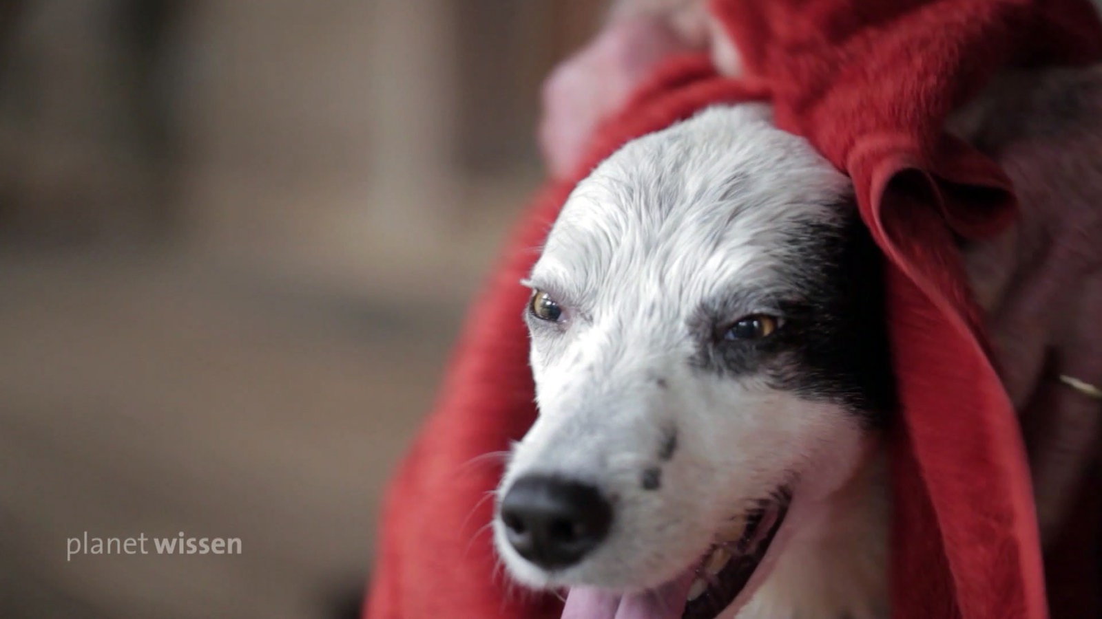 Der Kopf eines Boarder Collies wird mit einem roten Handtuch abgetrocknet.