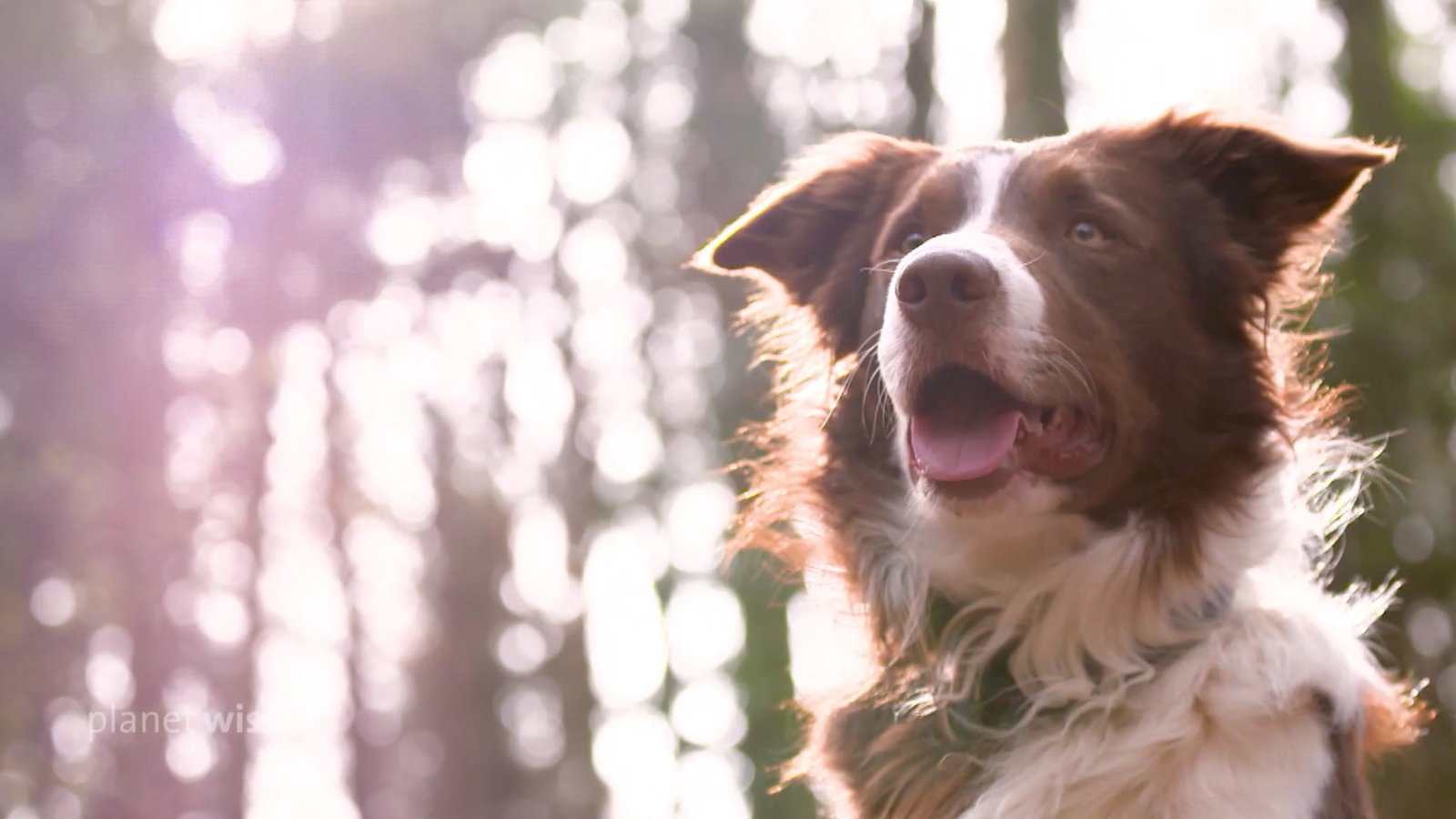 Ein Hund (Australian Shepherd) steht und schaut in einem Wald.