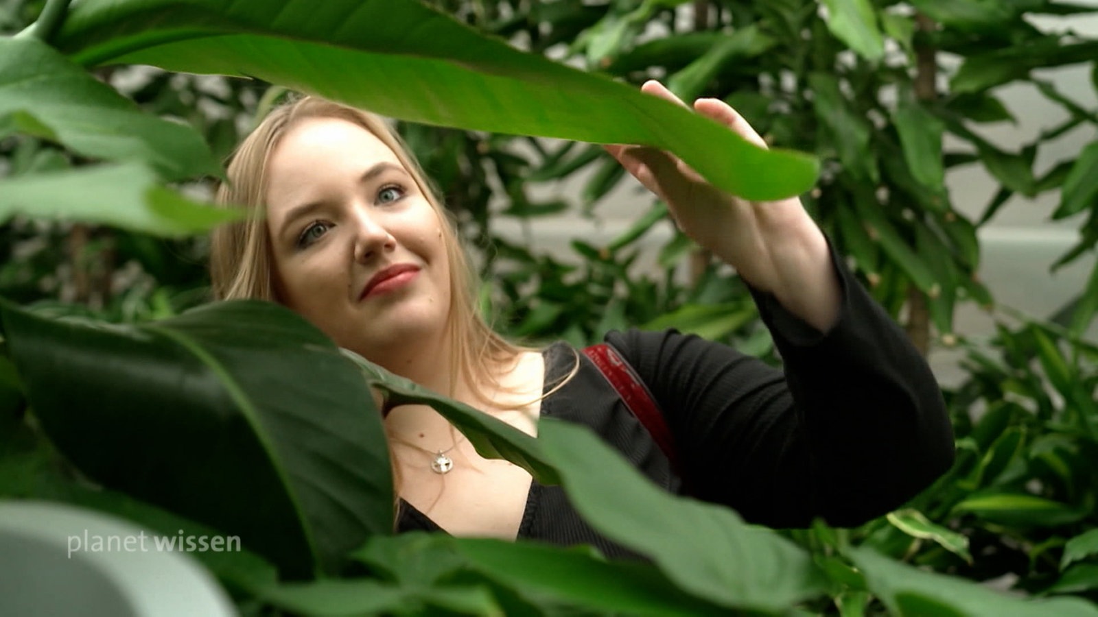 Eine junge Frau schaut sich das große Blatt Pflanze an.