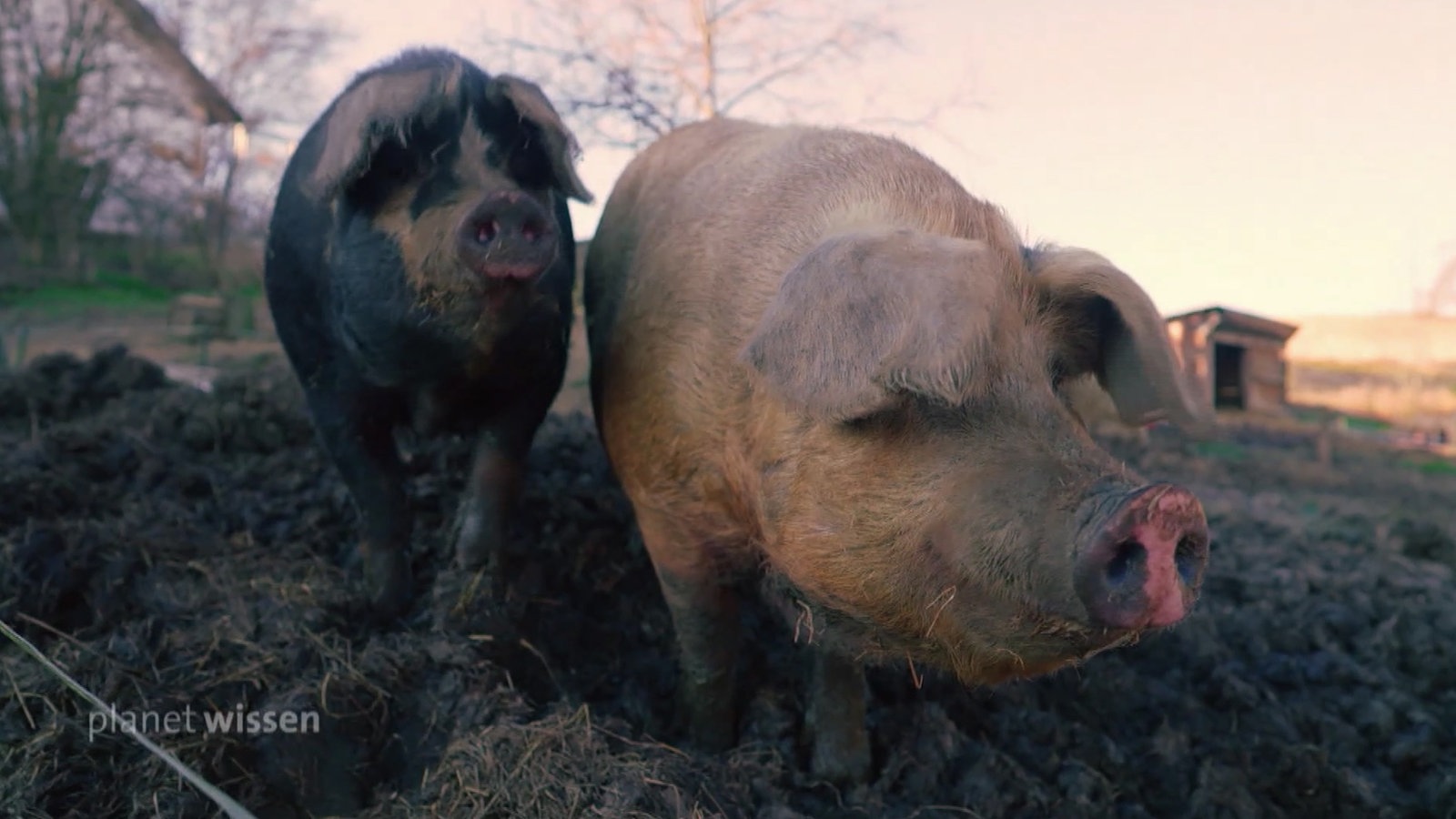 Zwei Schweine in der Suhle