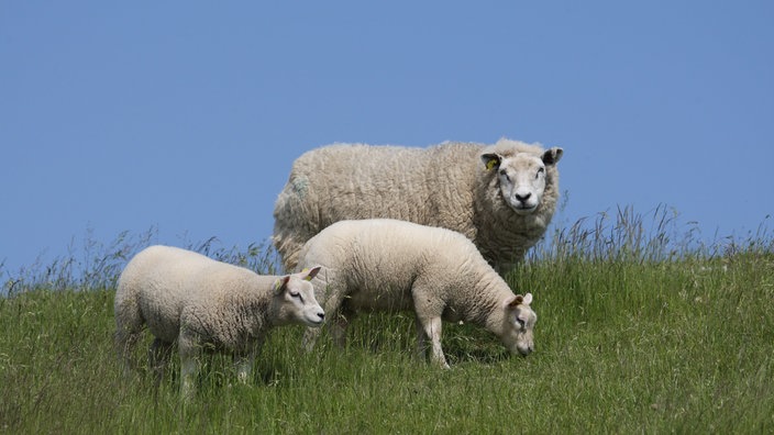 Drei weiße Texelschafe auf einer Wiese.