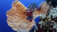 Ein mit einer Weichkoralle bewachsener Gorgonienfächer im Roten Meer