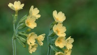 Schlüsselblumen haben kleine Glockenblüten.