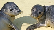 Zwei Seehunde im sand